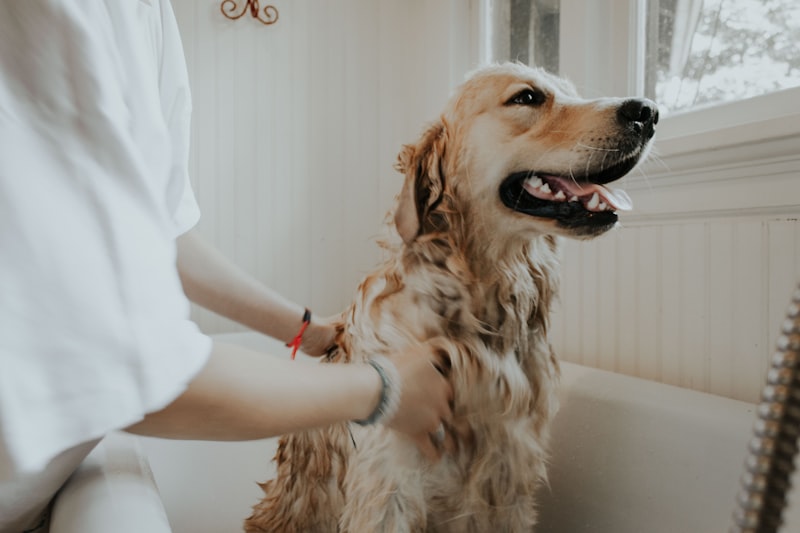 Baño y cuidado de perros en peluquería canina